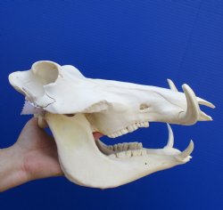 13" African Warthog Skull with 3-1/2" Ivory Tusks - $125
