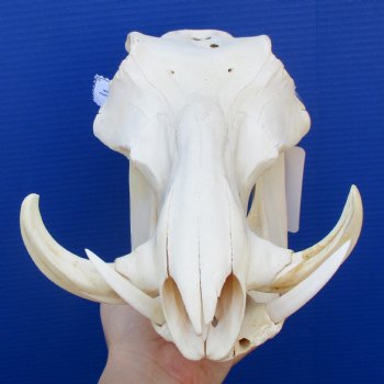13" African Warthog Skull with 3-1/2" Ivory Tusks - $125
