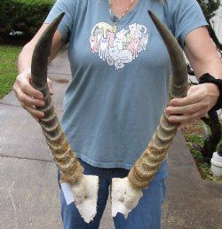 Matching Pair of 20 and 21 inch African Waterbuck horns with bone in for sale $70 pair