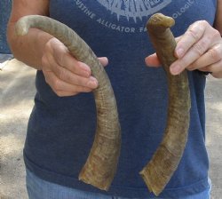 Buy this 2 pc lot of 17 inch XL Goat Horns for sale - $25/lot