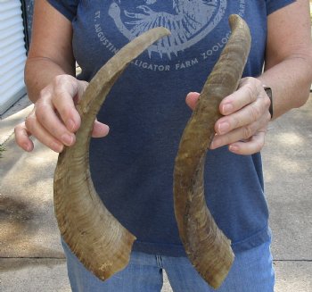 Buy this 2 pc lot of 17 inch XL Goat Horns for sale - $25/lot