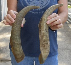 2 pc lot of 18 and 19 inch XL Goat Horns for sale - $25/lot