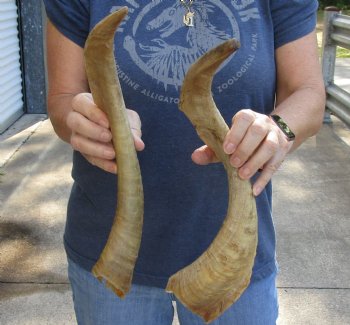 2 pc lot of 18 inch XL Goat Horns for sale - $25/lot
