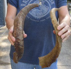 2 pc lot of 19 and 20 inch XL Goat Horns for sale - $25/lot