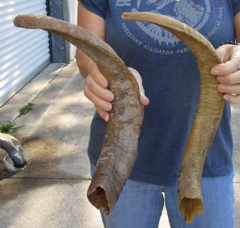 2 pc lot of 19 and 20 inch XL Goat Horns for sale - $25/lot