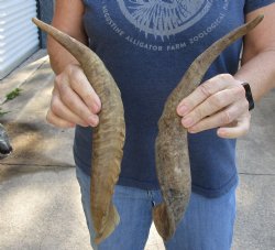 2 pc lot of 16 and 17 inch XL Goat Horns for sale - $25/lot