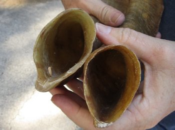 Buy this 2 pc lot of 16 and 18 inch XL Goat Horns for sale - $25/lot