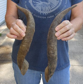 Buy this 2 pc lot of 16 inch XL Goat Horns for sale - $25/lot