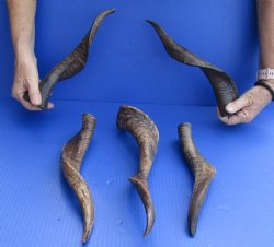 Goat Horns 12 - 16 inches - 5 pc lot for $35 