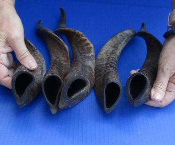 Goat Horns 12 - 16 inches - 5 pc lot for $35 
