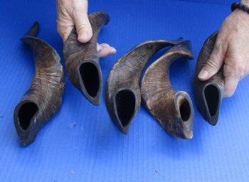 Goat Horns 13 - 15 inches - 5 pc lot for $35 
