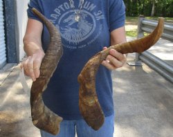 2 pc lot of 25 and 27 inch Jumbo Goat Horns for sale - $31/lot