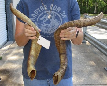 2 pc lot of 22 and 28 inch Jumbo Goat Horns for sale - $31/lot