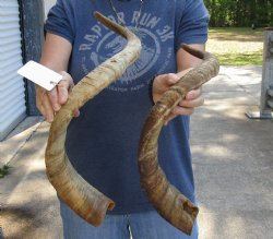 Buy this 2 pc lot of 26 and 29 inch Jumbo Goat Horns for sale - $31/lot