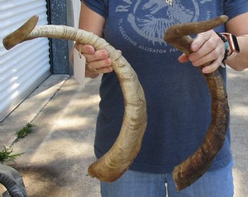 Buy this 2 pc lot of 26 and 29 inch Jumbo Goat Horns for sale - $31/lot