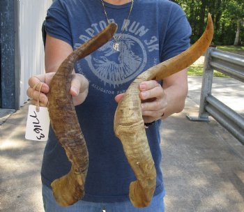 Buy this 2 pc lot of 22 and 26 inch Jumbo Goat Horns for sale - $31/lot