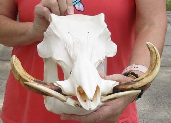 A-Grade 13 inch long African Warthog Skull for sale with 7 and 8 inch Ivory tusks - $140.00