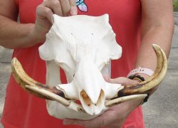 A-Grade 13 inch long African Warthog Skull for sale with 7 and 8 inch Ivory tusks - $140.00