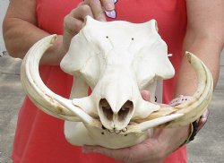 A-Grade 13 inch long African Warthog Skull for sale with 8 inch Ivory tusks - $150.00