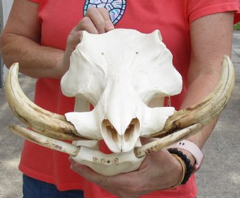 A-Grade 14 inch long African Warthog Skull for sale with 9 inch Ivory tusks - $170.00