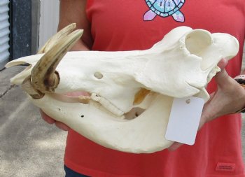 A-Grade 14 inch long African Warthog Skull for sale with 9 inch Ivory tusks - $170.00