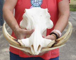 A-Grade 15 inch long African Warthog Skull for sale with 9 inch Ivory tusks - $170.00