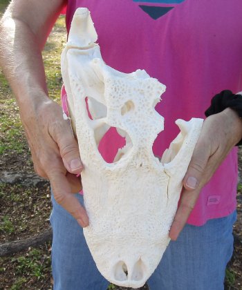 B-Grade Florida Alligator Skull, 14" x 7" for $30, available for sale