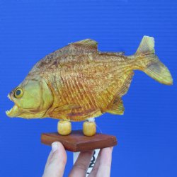 7" Dried Piranha Fish - $20