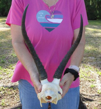 Female Blesbok Skull Plate with 14" Horns - Available for Sale for $35