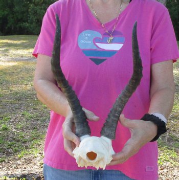 Genuine Female Blesbok Skull Plate with 13" Horns for Sale for $35