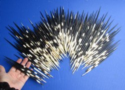 Buy Now 200 bulk lot of African Porcupine Quills (Semi Cleaned) 6-3/4 to 7-3/4 inch for $150/lot