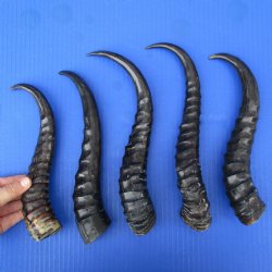 5 Polished Male Springbok Horns - $50
