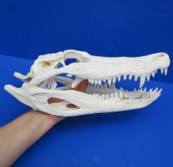 14" Florida Alligator Skull - $40
