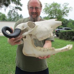 19" Indian Water Buffalo Skull & Mandible with 14" & 15" Horns - $95