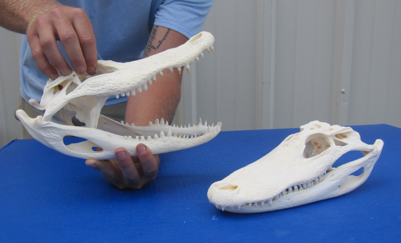 11 to 12 inches Grade A Florida Alligator Skulls