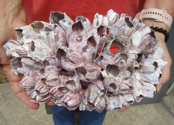 Wholesale Purple barnacles, barnacle clusters 10 inches to 12 inches - 2 pcs @ $12.00