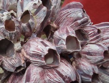 Wholesale Purple barnacles, barnacle clusters 10 inches to 12 inches - 2 pcs @ $12.00