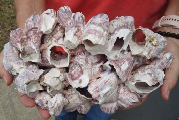 Wholesale Purple barnacles, barnacle clusters 10 inches to 12 inches - Case of 10 at $10.50 each 