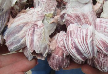 Wholesale Purple Barnacle Clusters 5" to 7" -  Case of 24 pcs @ $2.50 each