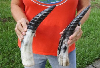 Carved Cow Horns, Cattle Horns, Hand Picked