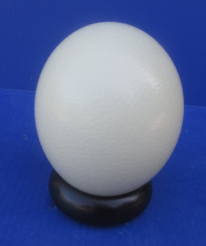 Wholesale Wooden Ostrich Egg Display Stands (Bangle Style)