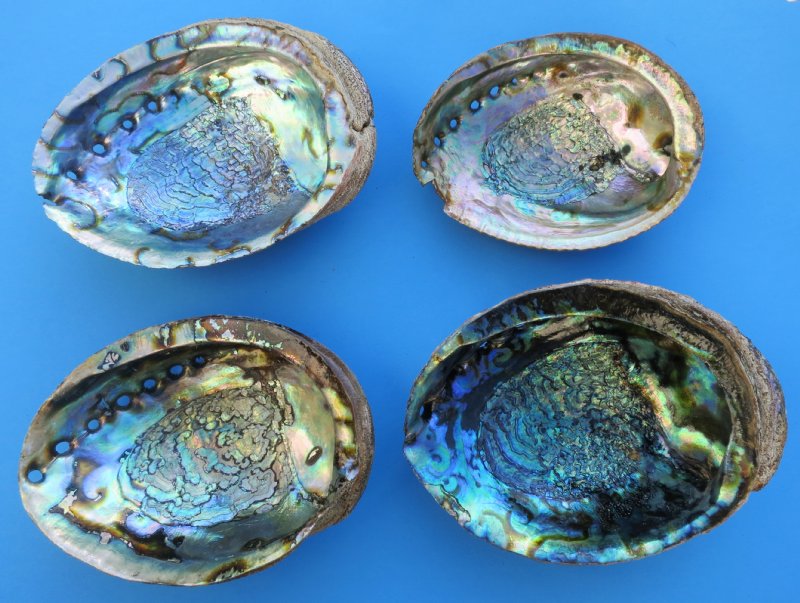 Abalone Shells Wholesale buy at Atlantic Coral Enterprise