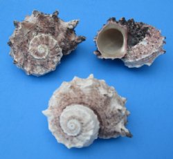 Hermit Crabs Shells Wholesale 