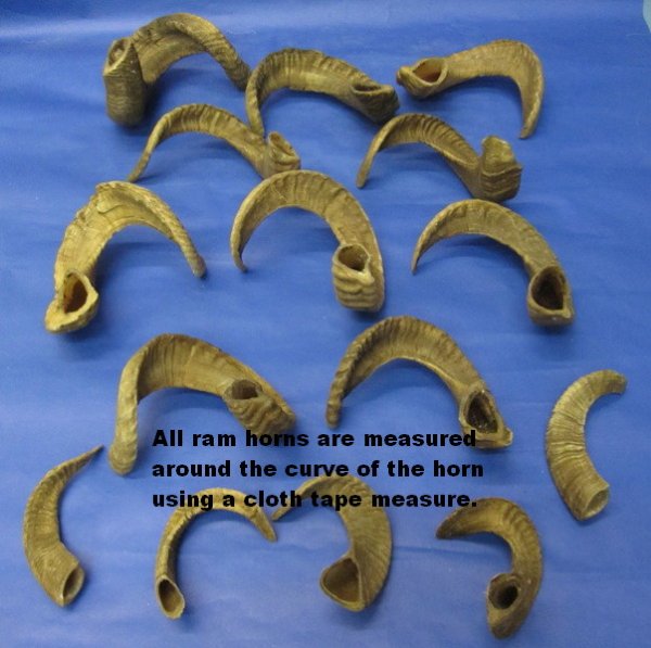 Wholesale 12 to 15 inch Ram Horns for sale 8 ea
