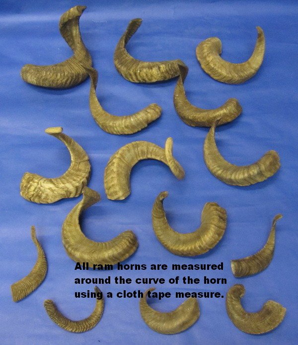 Wholesale 12 to 15 inch Ram Horns for sale 8 ea