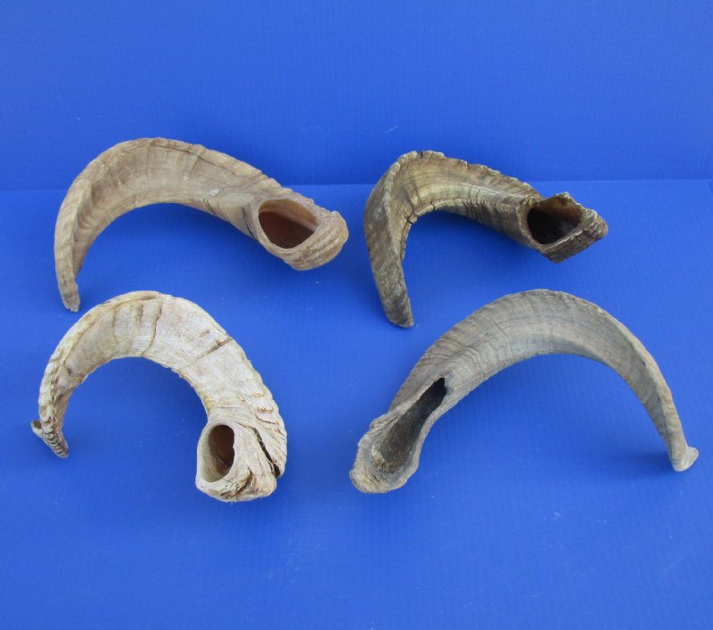 Wholesale 12 to 15 inch Ram Horns for sale 8 ea