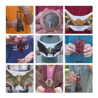Animal Mummies - Mummified Bats 