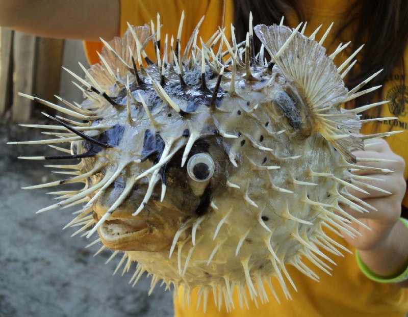 8 9 Wholesale Porcupine Blowfish or Porcupine fish With Sharp Spines