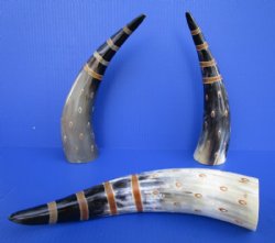 12 to 15 inch Wholesale Painted Decorative Cattle/Cow horns with Stripes and Circles - 2 pcs @ $9.00 each; 12 pcs @ $8.00 each