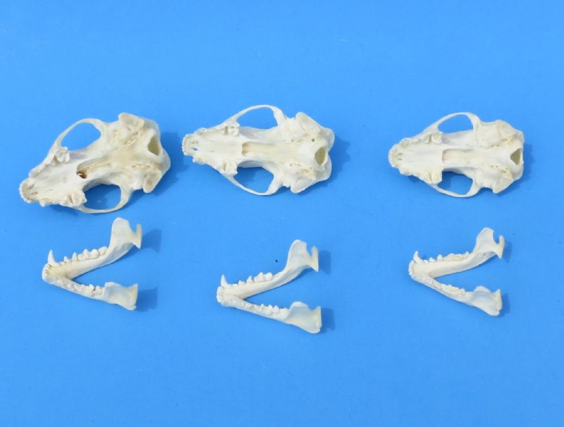 Wholesale skunk skulls for sale from North America